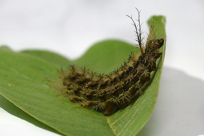 Acidentes com lagartas podem ocasionar danos graves e até mortes